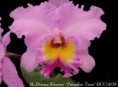 /album/brassocattleya/bc-donna%20kimura%c2%b4paradise%20tami%c2%b4-jpg/